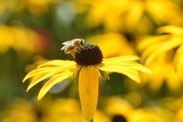 Biene sitzt auf Sonnenhut