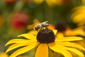 Biene sitzt auf Sonnenhut