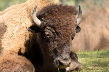 The American bison or simply bison (Bison bison), also commonly known as the American buffalo.