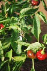 Araña en planta