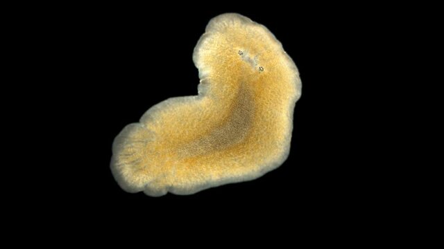 flatworm Leptoplana sp. under a microscope, order Polycladida, lives among algae or under rocks. Sample found in the Black Sea