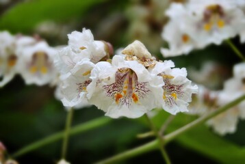 white flowers in spring