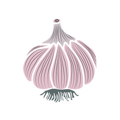 Sketch of garlic. Healthy vegetables. Vector image for design.