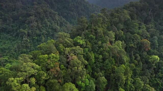 Cinematic aerial shot of rainforest in Gunung Leuser National Park, the Tropical Rainforest Heritage of Sumatra, Indonesia - drone tilting up to dramatic view