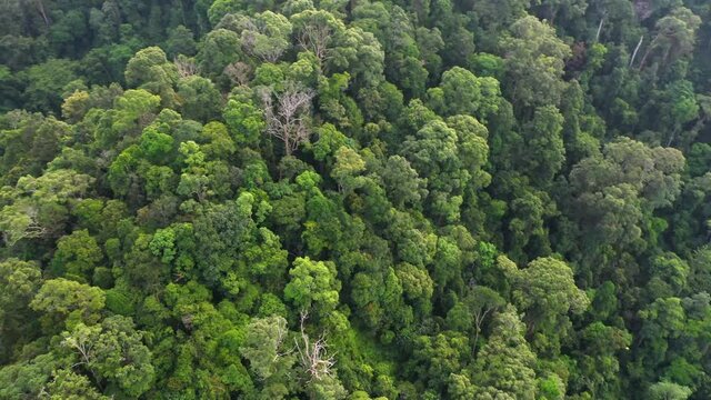 Aerial turning shot of jungle landscape in the rainforest in Gunung Leuser National Park, the Tropical Rainforest Heritage of Sumatra, Indonesia