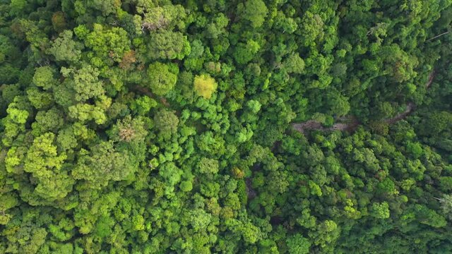 Beautiful lush rainforest directly from above in Gunung Leuser National Park, the Tropical Rainforest Heritage of Sumatra, Indonesia - aerial shot
