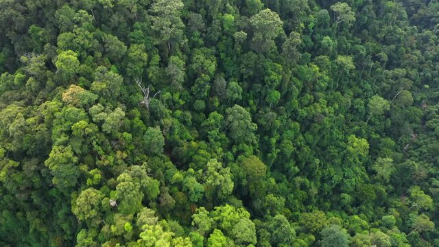 Aerial shot above rainforest in Gunung Leuser National Park, the Tropical Rainforest Heritage of Sumatra, Indonesia