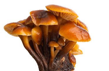 honey mushrooms isolated