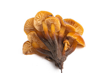 honey mushrooms isolated