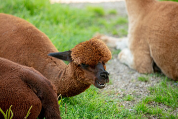 head of yoyng brown alpaca lying on the grass