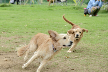 ドギーズアイランド／ゴールデンレトニエル