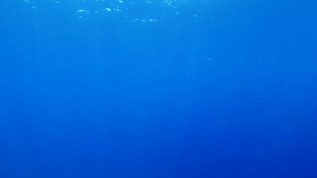 sarda striped bonito fish school underwater blue ocean scenery patroling in schools attack chasing and hunting the silversides