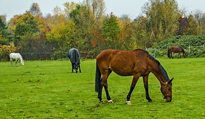 Obraz premium Pferde