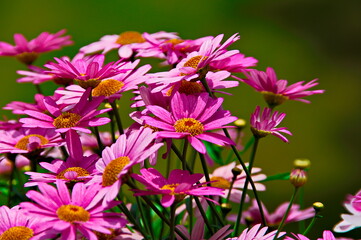 Obraz premium Blumen