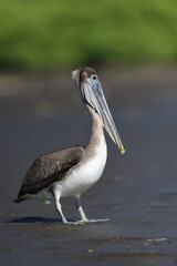 Brown pelican walks on river bank