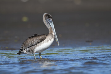 Brown pelican walks in water on river bank