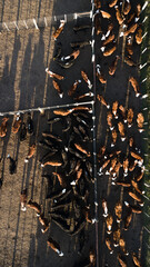 Aerial shot of a cow pen.