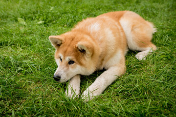 Portrait of cute akita inu dog at the park.