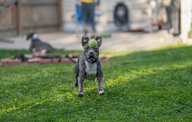 pitbull puppy has fun playing fetch with a tennis ball