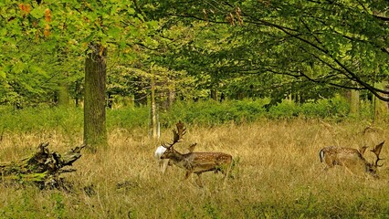 Hannover Tiergarten