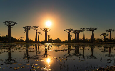 Beautiful Baobab trees at sunset at the avenue of the baobabs in Madagascar