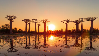 Beautiful Baobab trees at sunset at the avenue of the baobabs in Madagascar