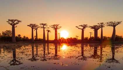 Fotobehang Mooie Baobab-bomen bij zonsondergang aan de laan van de baobabs in Madagascar © Picturellarious