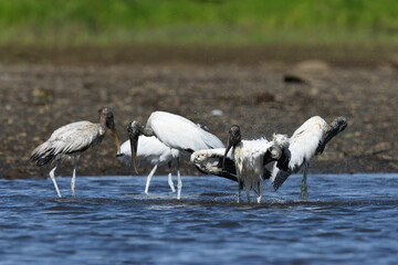 Wood stork flock stay in river water