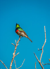 southern double-collared sunbird or lesser double-collared sunbird is a small passerine bird , string on a branch with a blue sky in the background