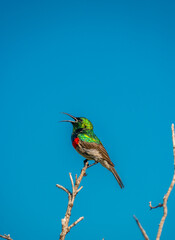 southern double-collared sunbird or lesser double-collared sunbird is a small passerine bird , string on a branch with a blue sky in the background