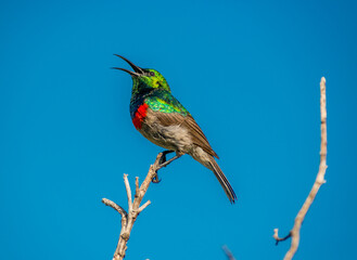 southern double-collared sunbird or lesser double-collared sunbird is a small passerine bird , string on a branch with a blue sky in the background