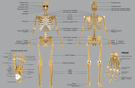 Human Skeleton Anatomy For Medical Concept 3D