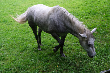 Silver Horse