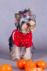 yorkshire terrier in a red dress