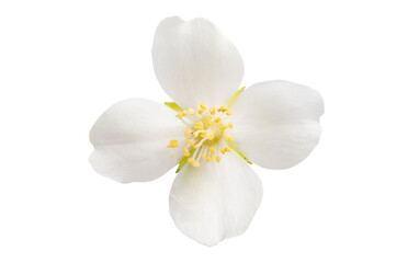 Obraz na płótnie Canvas jasmine flower isolated