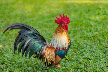 A rooster stood majestically on the sunny green lawn.