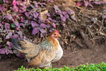 A rooster stood majestically on the sunny green lawn.