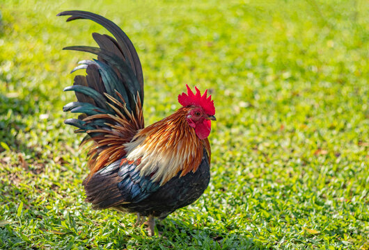 A rooster stood majestically on the sunny green lawn.