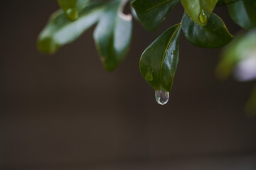 Droplet water on green leaves in the nature for nature background