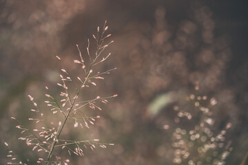 grass flower in the nature for nature background