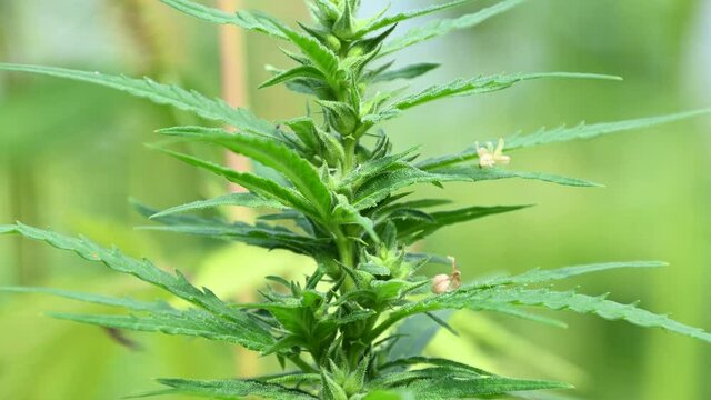 Hemp Cannabis sativa or marijuana or industrial hemp, growing on farming field and sway in breeze. Herbal alternative medicine, cbd oil, pharmaceutical industry. Close up, shallow depth of field