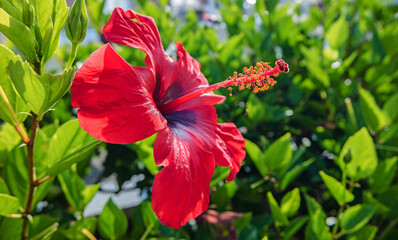  Hibiskusblüte © Emil Lazar