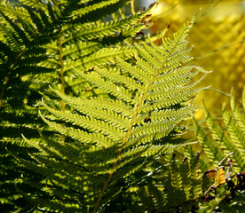 plants fern leaves illuminated by the autumn sun September 2020 in the city of Białystok in Podlasie in Poland
