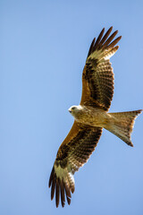 Red Kite Soaring