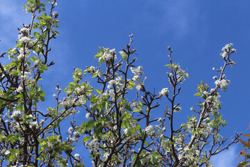 White blossoms on an ornamental pear tree with a blue sky background. Chanticleer tree