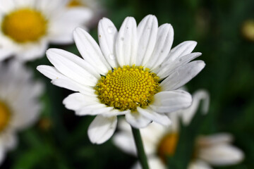 Fototapeta premium Daisy flowers