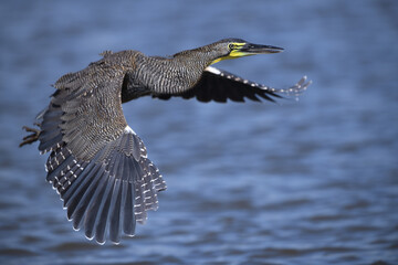 Bare-throated tiger heron is flying above river surface