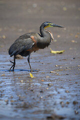 Bare-throated tiger heron walks on river bank