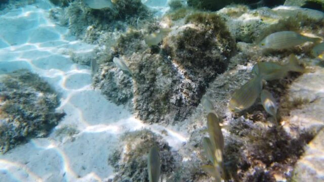 Marine life with fish among the rocks and the seabed of the island of Lampedusa, Italy.