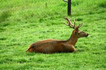 Red deer